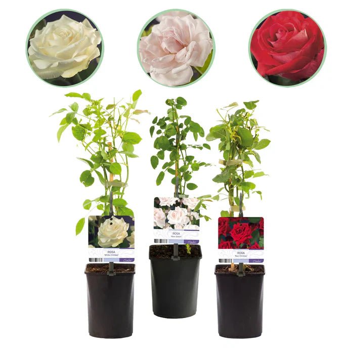 Rosa ‘Tricolour’ pflegen – mehrfarbige Kletterrose für lebendige Gärten - Green Guardia - Ihr Experte für Schädlinge und Pflanzen