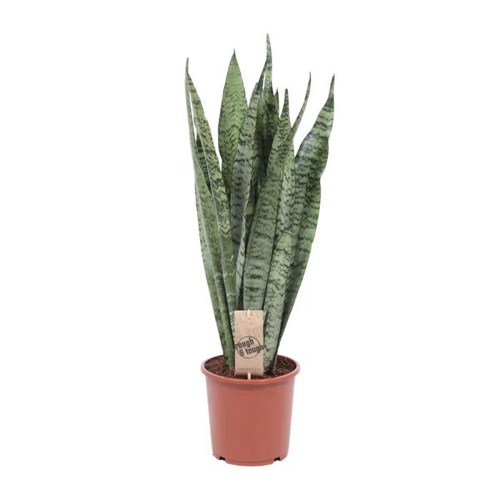 Sansevieria Zeylanica – Der ultimative Guide für den Zeylanischen Bogenhanf - Green Guardia - Ihr Experte für Schädlinge und Pflanzen