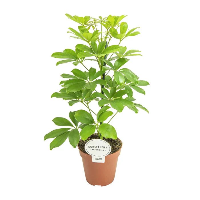 Schefflera Nora: Tipps zu Pflege, Standort & gesundem Wachstum - Green Guardia - Ihr Experte für Schädlinge und Pflanzen