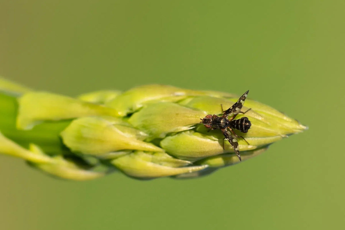 Spargelfliege bekämpfen: Natürliche und umweltfreundliche Strategien - Green Guardia - Ihr Experte für Schädlinge und Pflanzen