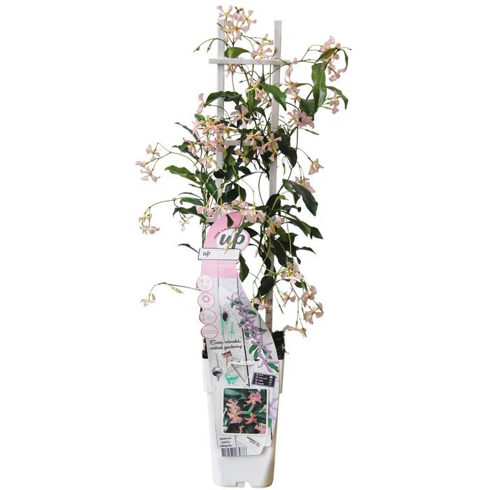Toskanischer Jasmin ‘Star of Ibiza’ pflegen – rosa Blüten, immergrün & mediterranes Flair - Green Guardia - Ihr Experte für Schädlinge und Pflanzen