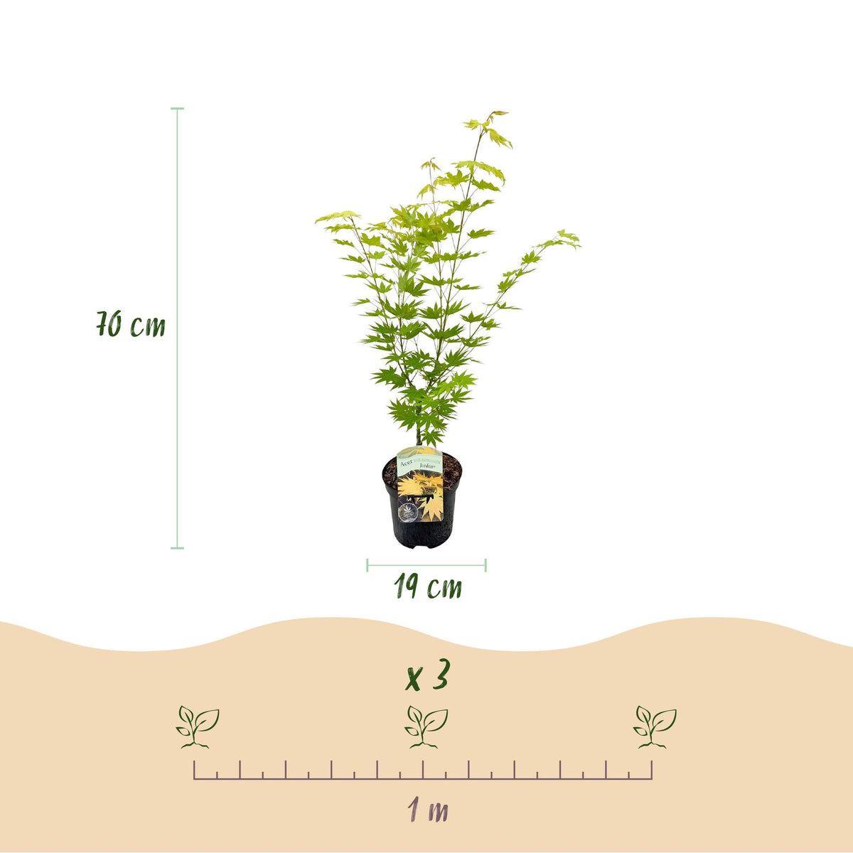 Acer Palmatum ‘Jordan’ – Japanischer Ahorn, laubabwerfend – 19 cm Topf, 70 cm hoch - Green Guardia - Ihr Experte für Schädlinge und Pflanzen