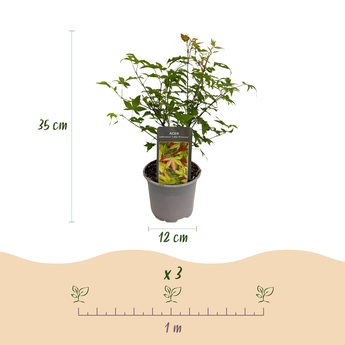 Acer palmatum ‘Little Princess’ – laubabwerfend & pflegeleicht – grün – 12 cm Topf, ca. 35 cm hoch - Green Guardia - Ihr Experte für Schädlinge und Pflanzen