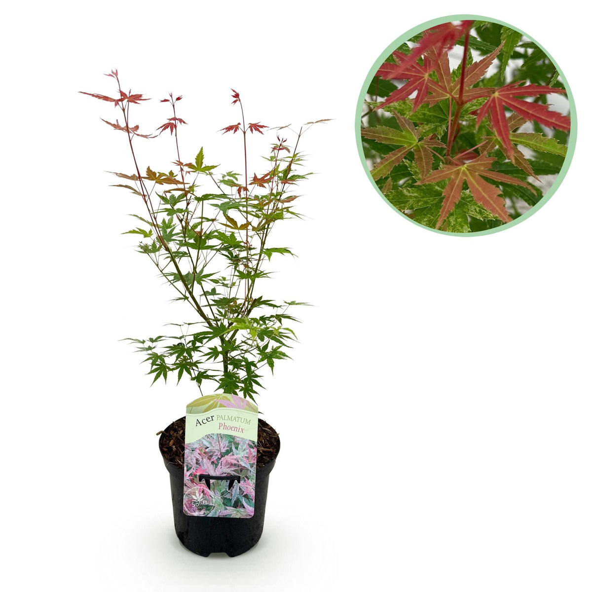 Acer Palmatum ‘Phoenix’ – Japanischer Ahorn, laubabwerfend – 19 cm Topf, 70 cm hoch - Green Guardia - Ihr Experte für Schädlinge und Pflanzen