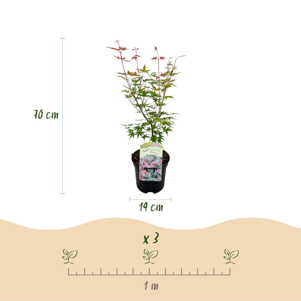 Acer Palmatum ‘Phoenix’ – Japanischer Ahorn, laubabwerfend – 19 cm Topf, 70 cm hoch - Green Guardia - Ihr Experte für Schädlinge und Pflanzen