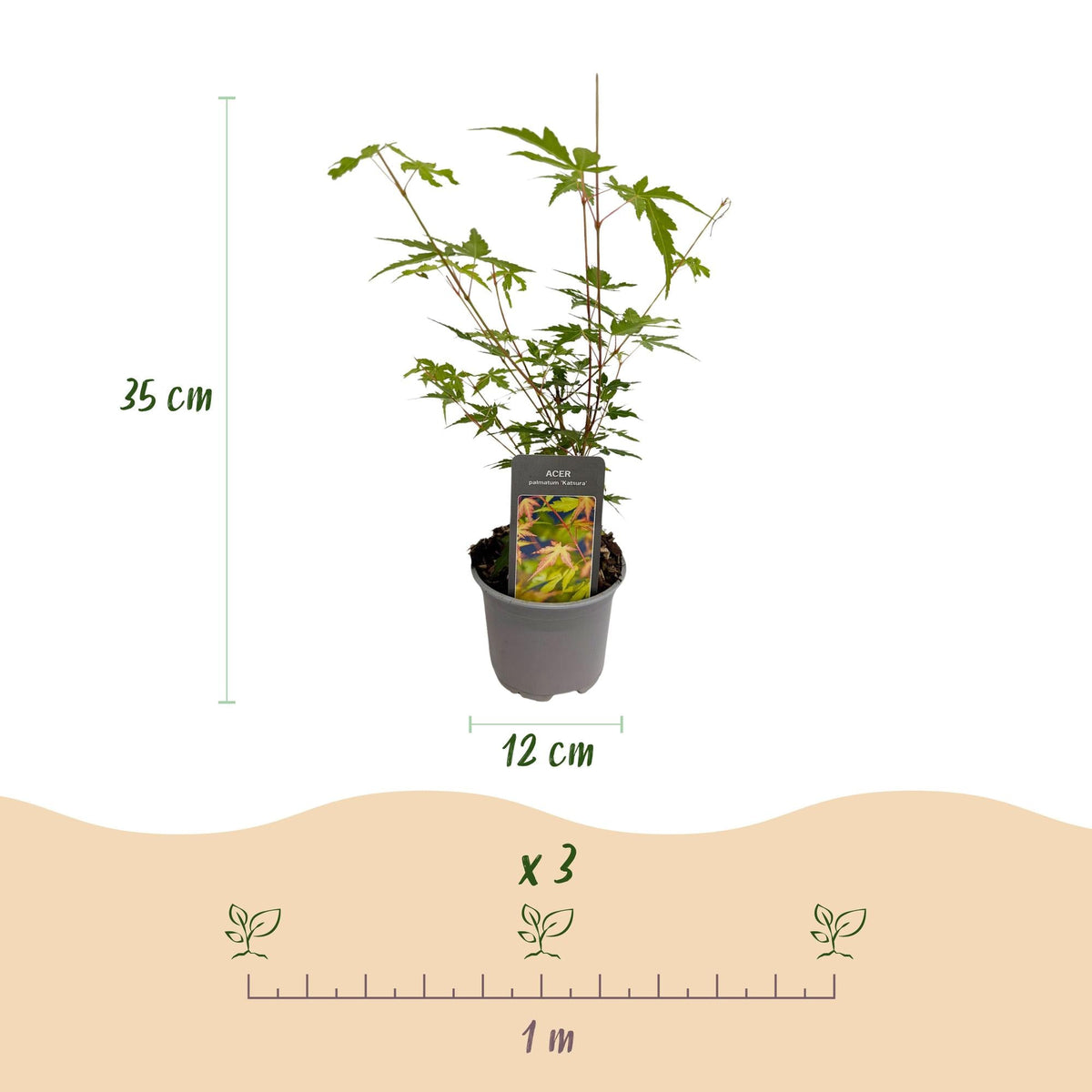 Acer palmatum ‘Sangokaku’ – laubabwerfend & pflegeleicht – grün – 12 cm Topf, ca. 35 cm hoch - Green Guardia - Ihr Experte für Schädlinge und Pflanzen