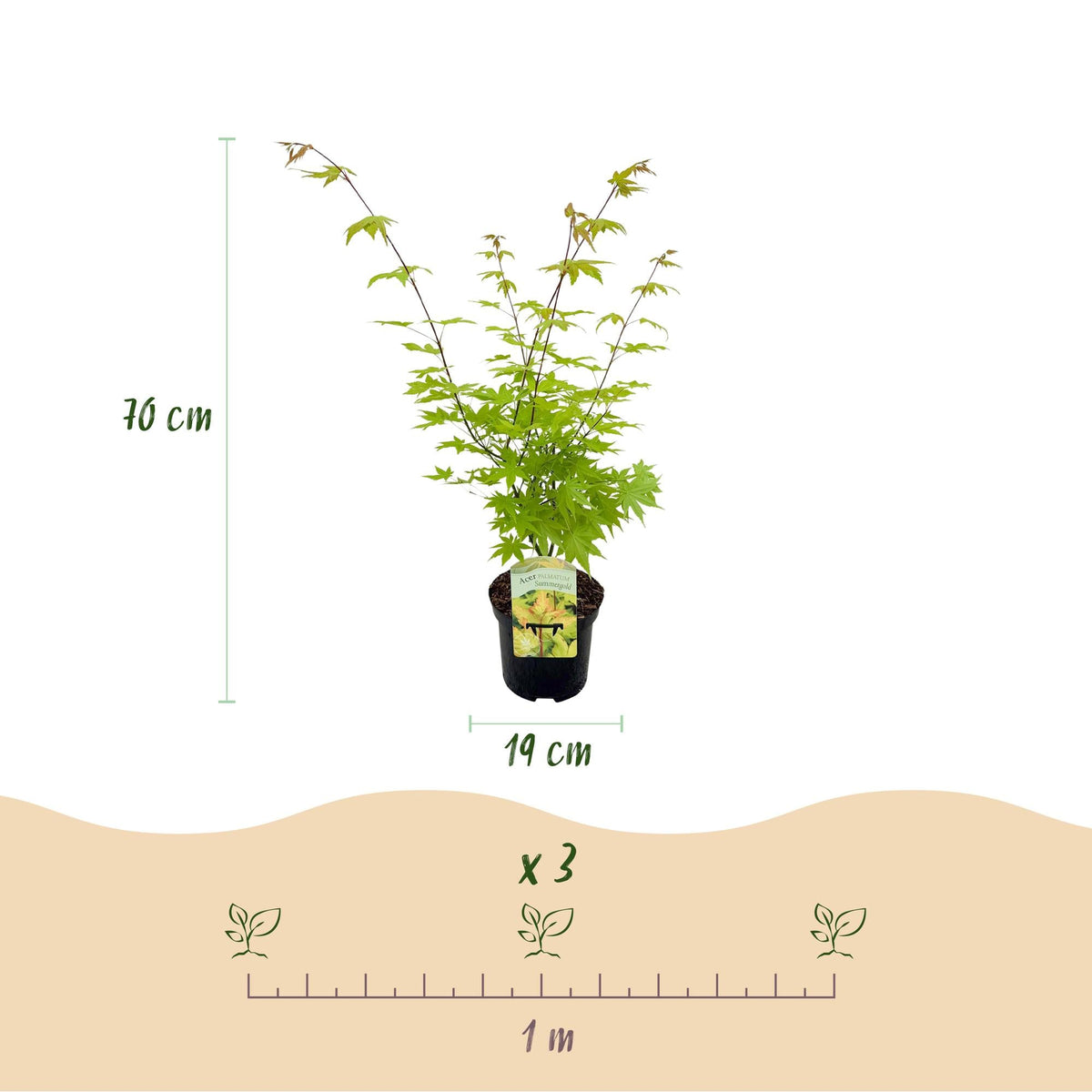 Acer Palmatum ‘Summergold’ – Japanischer Ahorn, laubabwerfend – 19 cm Topf, 70 cm hoch - Green Guardia - Ihr Experte für Schädlinge und Pflanzen