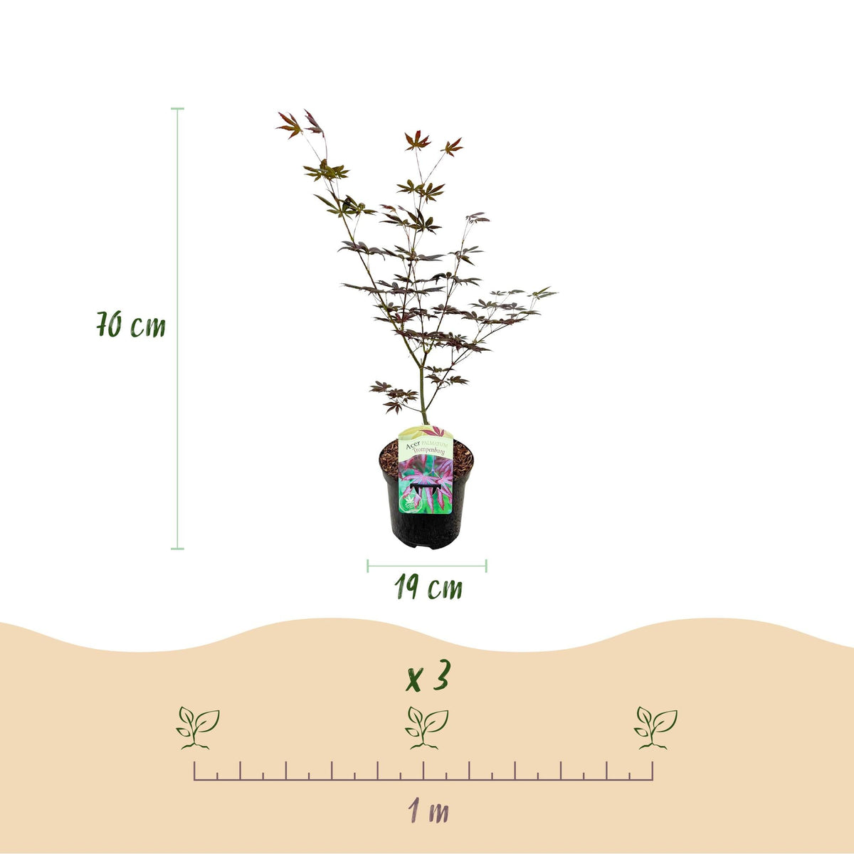 Acer Palmatum ‘Trompenburg’ – Japanischer Ahorn, laubabwerfend – 19 cm Topf, 70 cm hoch - Green Guardia - Ihr Experte für Schädlinge und Pflanzen