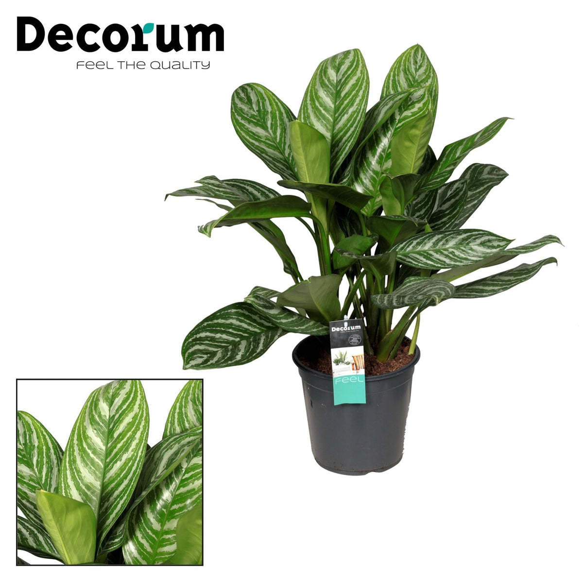 Aglaonema – Kolbenfaden - verschieden Farben - 35 - 80 cm - Green Guardia - Ihr Experte für Schädlinge und Pflanzen