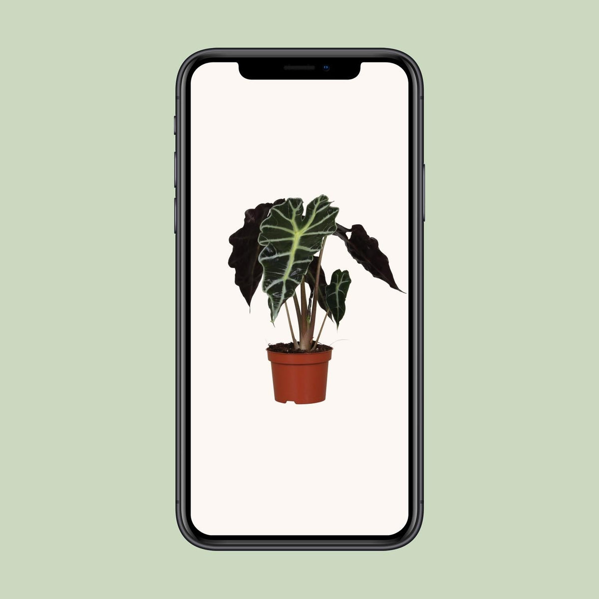 Alocasia Amazonica ‘Polly’ – Elefantenohr - 12 cm Topf, 30 cm hoch - Green Guardia - Ihr Experte für Schädlinge und Pflanzen