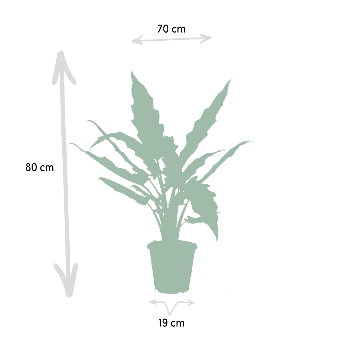 Alocasia cucullata & Alocasia lauterbachiana – Elefantenohr – 2 Pflanzen – 19 cm Topf, ca. 60–75 cm hoch - Green Guardia - Ihr Experte für Schädlinge und Pflanzen