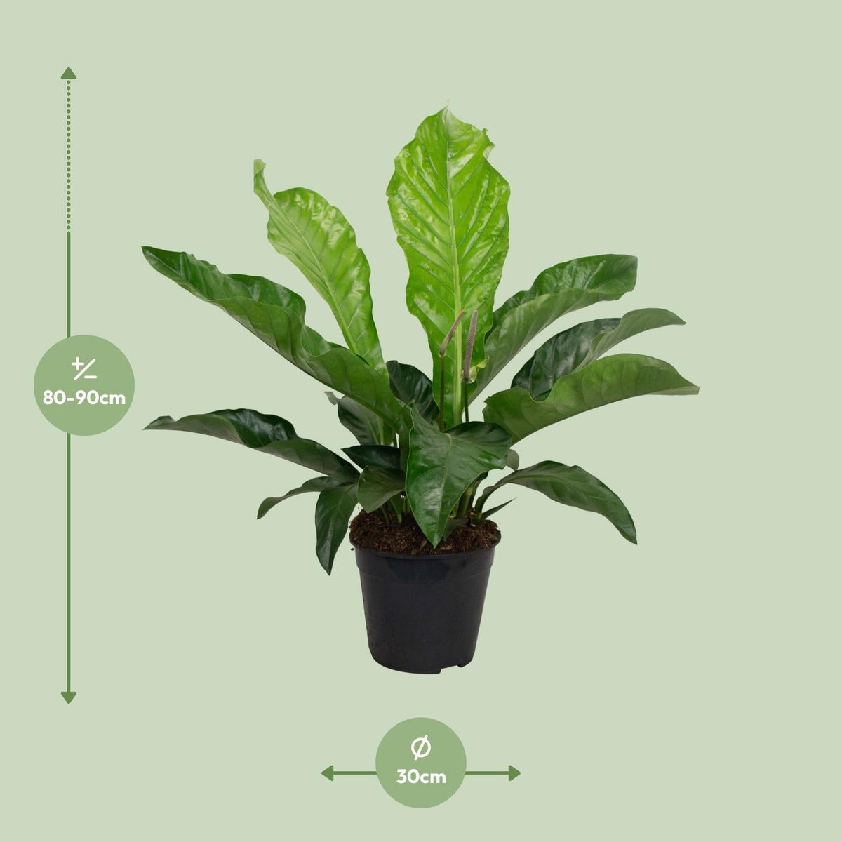 Anthurium – Flamingoblume - verschiedene Farben & Größen - 35 - 90 cm - Green Guardia - Ihr Experte für Schädlinge und Pflanzen