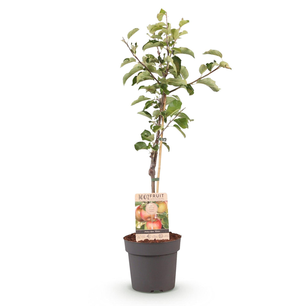 Apfelbaum „Elstar“ – im Topf, 90 cm hoch - Green Guardia - Ihr Experte für Schädlinge und Pflanzen