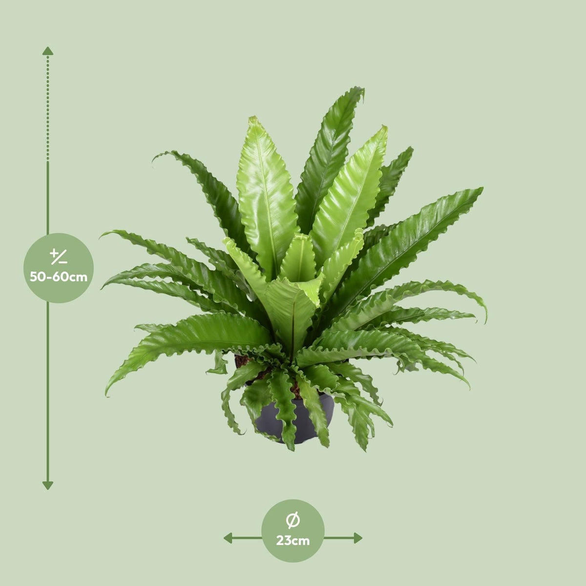 Asplenium antiquum ‘Osaka’ – Nestfarn – 23 cm Topf, 40 - 60 cm hoch - Green Guardia - Ihr Experte für Schädlinge und Pflanzen