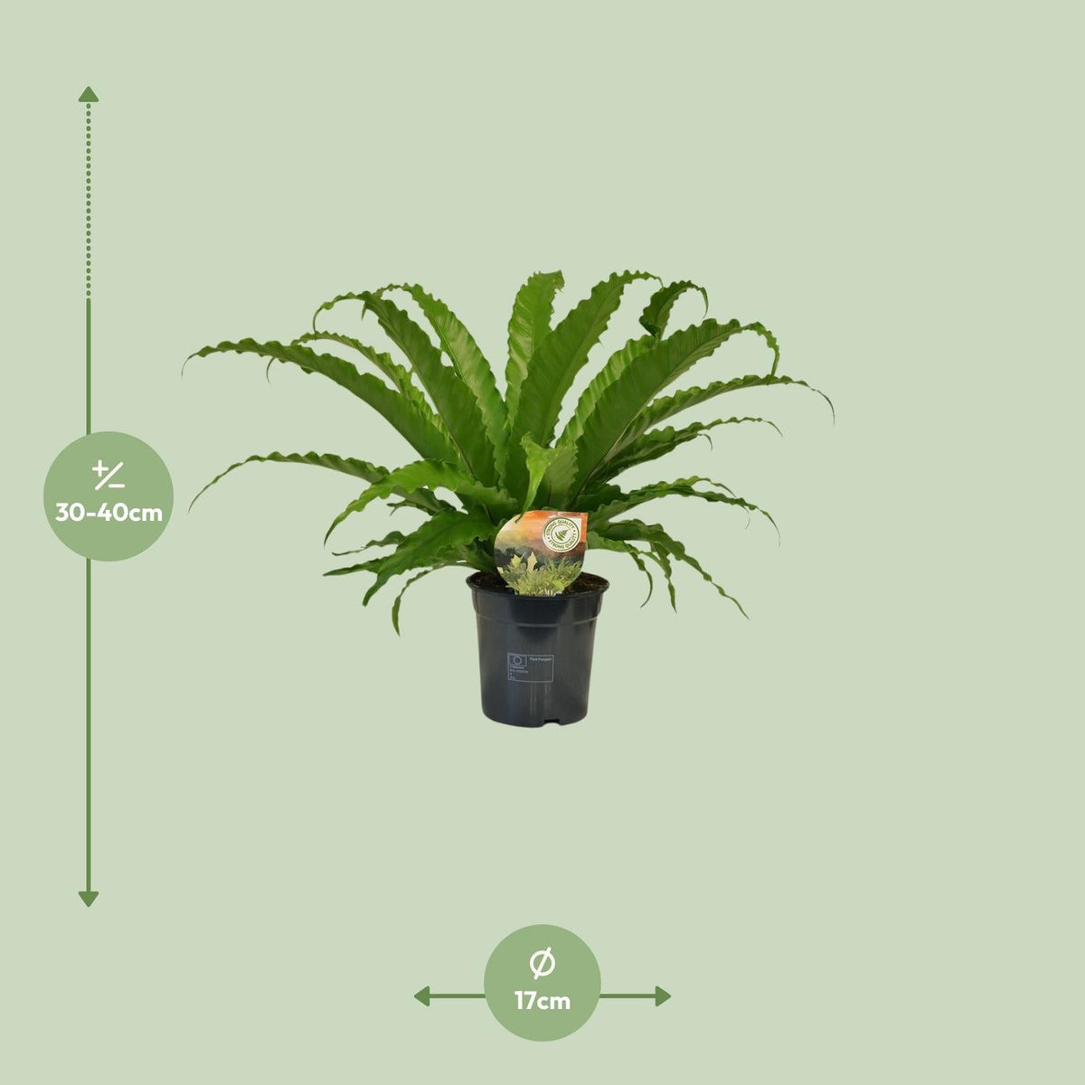 Asplenium antiquum ‘Osaka’ – Nestfarn – 23 cm Topf, 40 - 60 cm hoch - Green Guardia - Ihr Experte für Schädlinge und Pflanzen