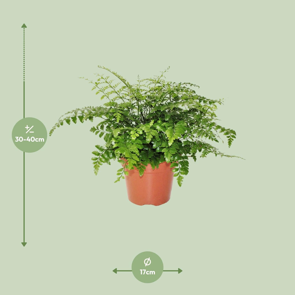 Asplenium ‘Parvati’ – Nestfarn – verschiedene Größen - 25 - 30 cm hoch - Green Guardia - Ihr Experte für Schädlinge und Pflanzen