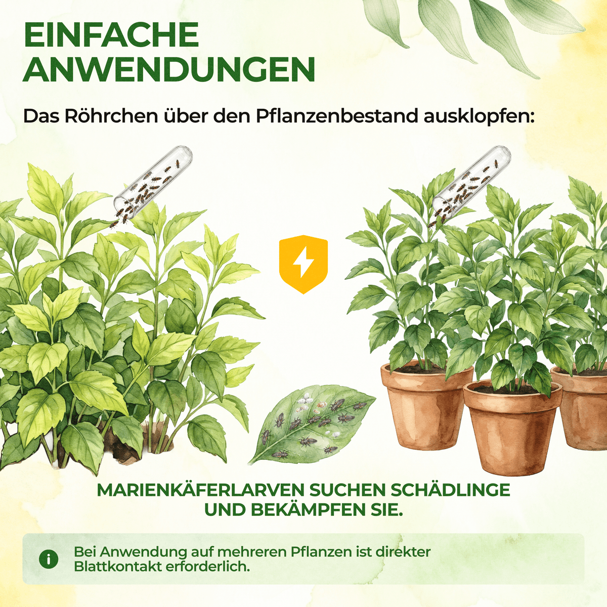 Australische Marienkäfer - Larven gegen Wollläuse, Schmierläuse & Blattläuse - Green Guardia - Ihr Experte für Schädlinge und Pflanzen