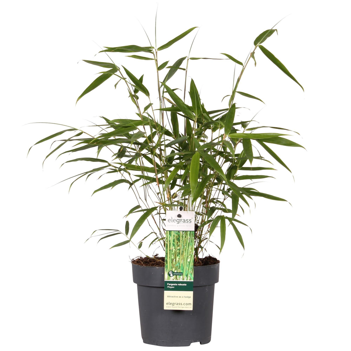 Bambus ‘Pingwu’ – winterharte Fargesia robusta, 14 cm Topf, 40 cm hoch - Green Guardia - Ihr Experte für Schädlinge und Pflanzen