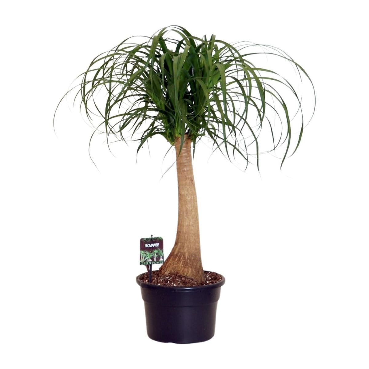 Beaucarnea Nolina – Elefantenfuß - 60 - 80 cm - Green Guardia - Ihr Experte für Schädlinge und Pflanzen