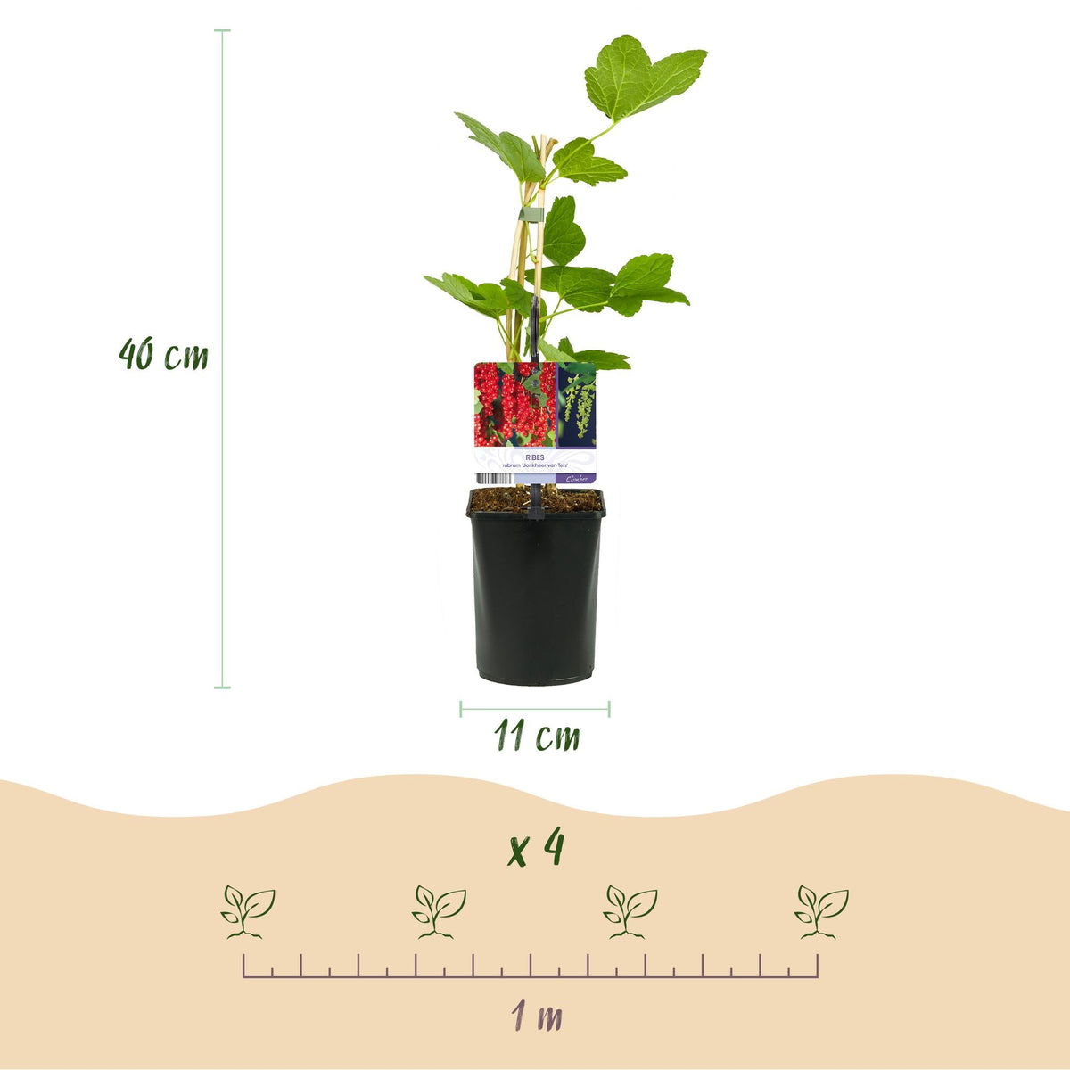 Beerenmix – 4 Obstpflanzen: Rote Beere, Gelbe Himbeere, Schwarze Brombeere & Blaubeere (11 cm Topf, 40 cm hoch) - Green Guardia - Ihr Experte für Schädlinge und Pflanzen