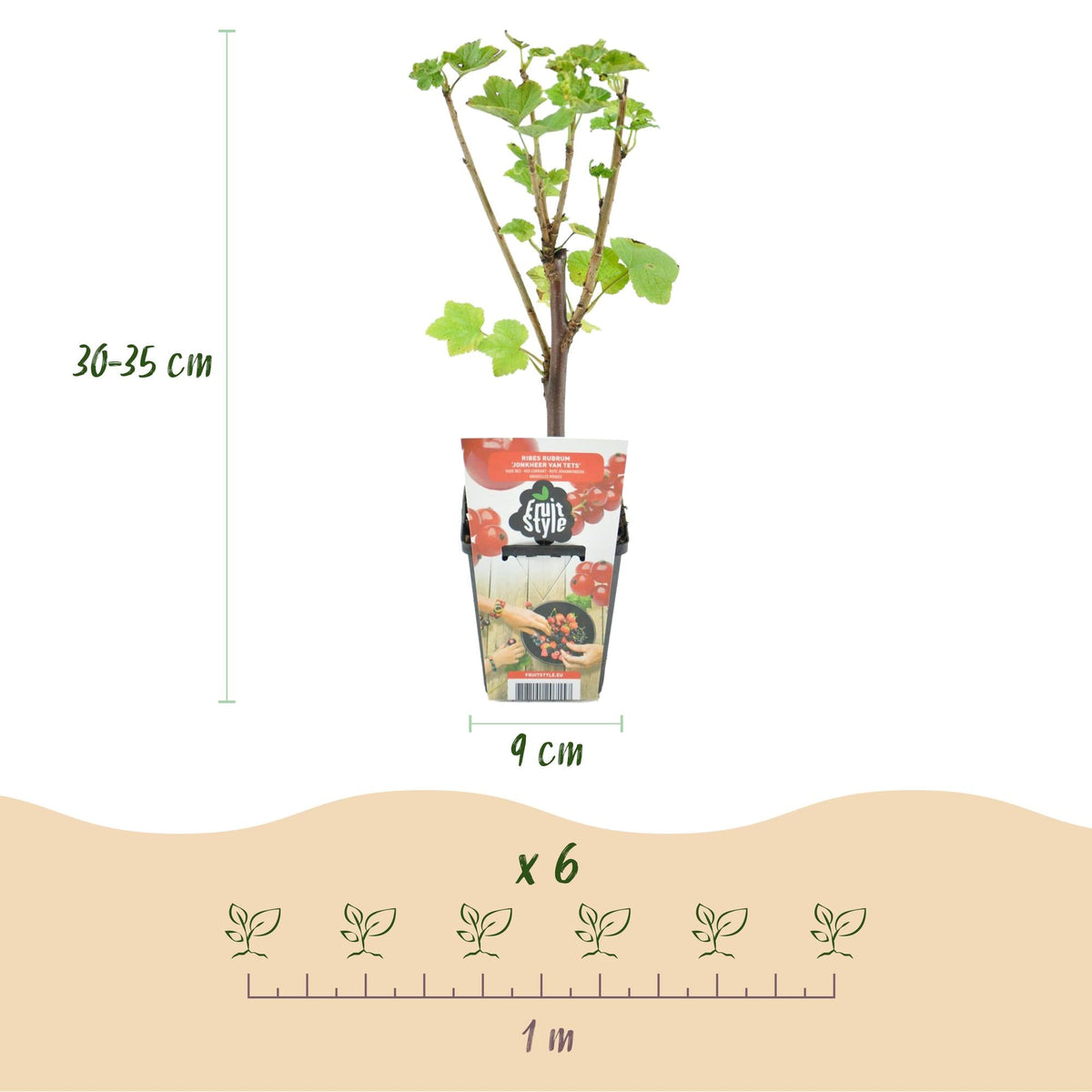 Beerenmix ‘Regenbogen’ – rote Johannisbeere, gelbe Himbeere, schwarze Brombeere & Blaubeere – winterhart – 8 Pflanzen – 9 cm Topf - Green Guardia - Ihr Experte für Schädlinge und Pflanzen