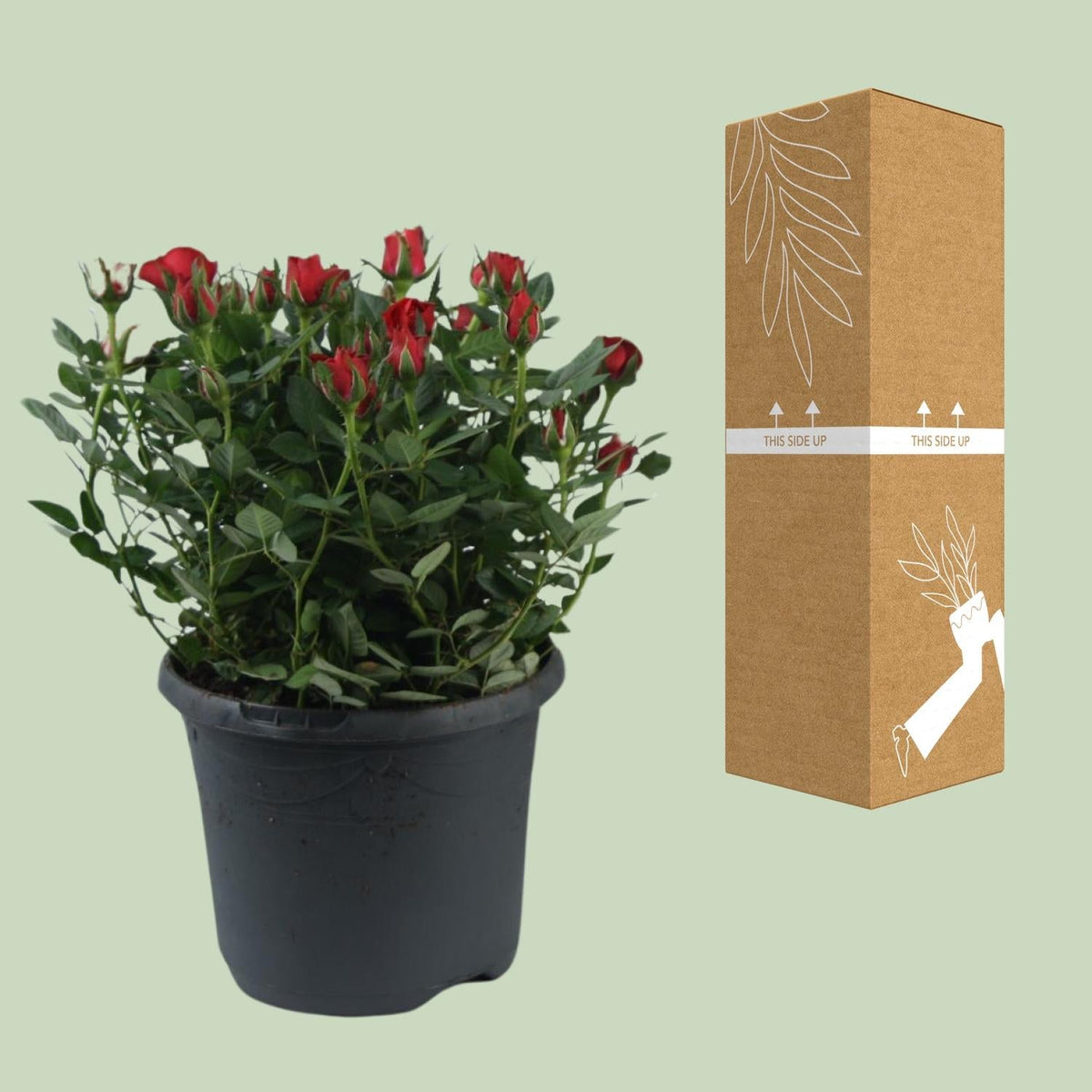 Beetrose ‘Jewel Patio Hot’ – reichblühend, 17 cm Topf, 30 cm hoch - Green Guardia - Ihr Experte für Schädlinge und Pflanzen