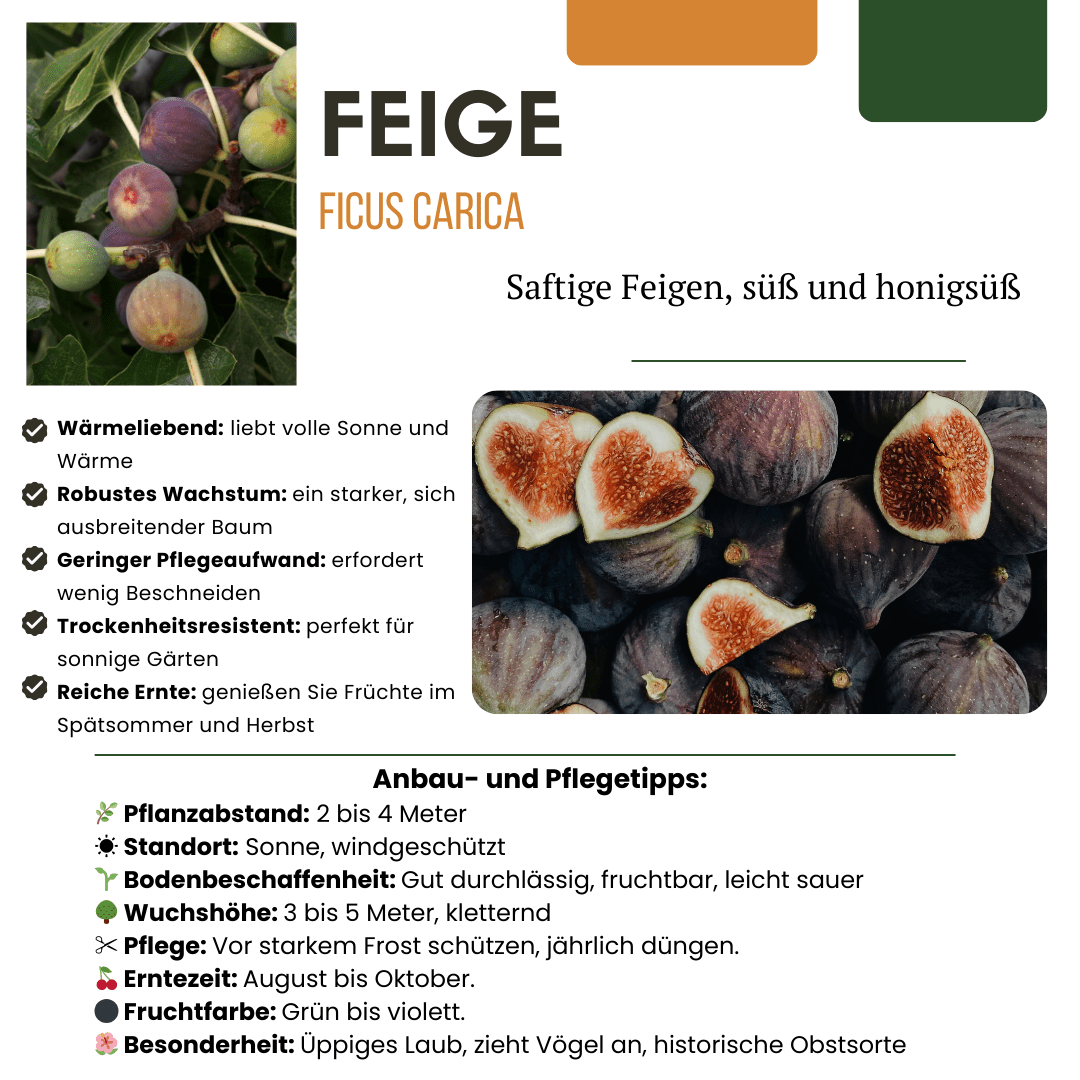 Bio - Feigenbaum – junge Feigenpflanze, Ø 13 cm, Höhe 20 cm - Green Guardia - Ihr Experte für Schädlinge und Pflanzen