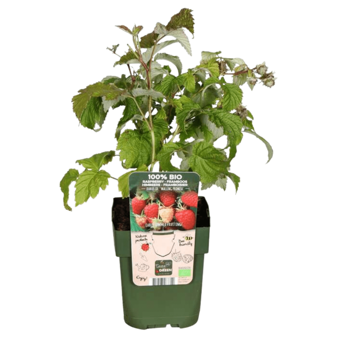 Bio - Himbeere – robuste Jungpflanze, 13 - cm - Topf, 20 cm hoch - Green Guardia - Ihr Experte für Schädlinge und Pflanzen