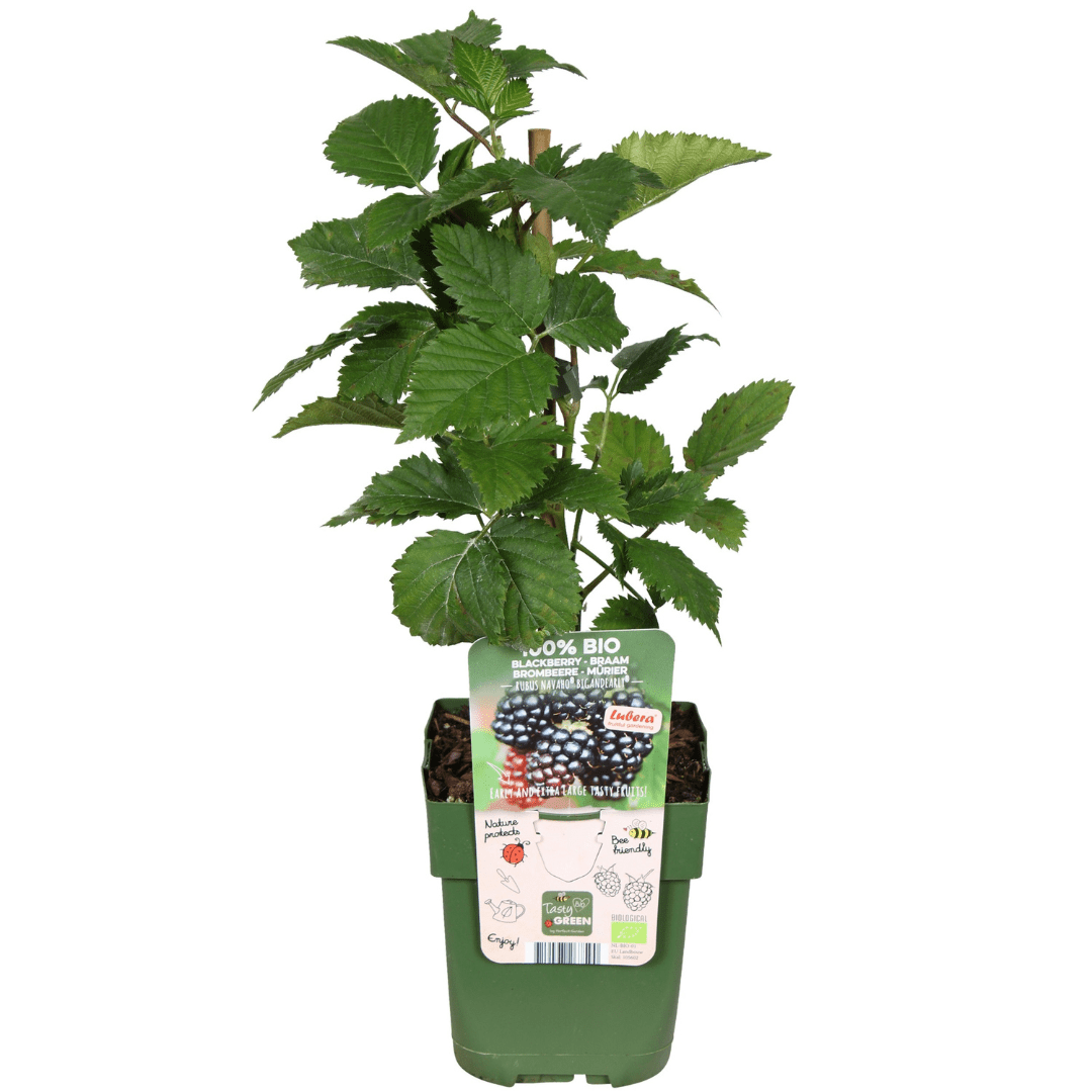 BIO Obstpflanzen - Mix „Sommerfrüchte“ – Set mit 4 Sorten - Green Guardia - Ihr Experte für Schädlinge und Pflanzen