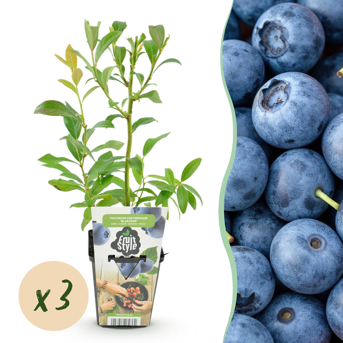 Blaubeere – Vaccinium corymbosum ‘Bluecrop’ – winterhart – blaue Beeren – 3 - 6 Pflanzen – 9 cm Topf - Green Guardia - Ihr Experte für Schädlinge und Pflanzen