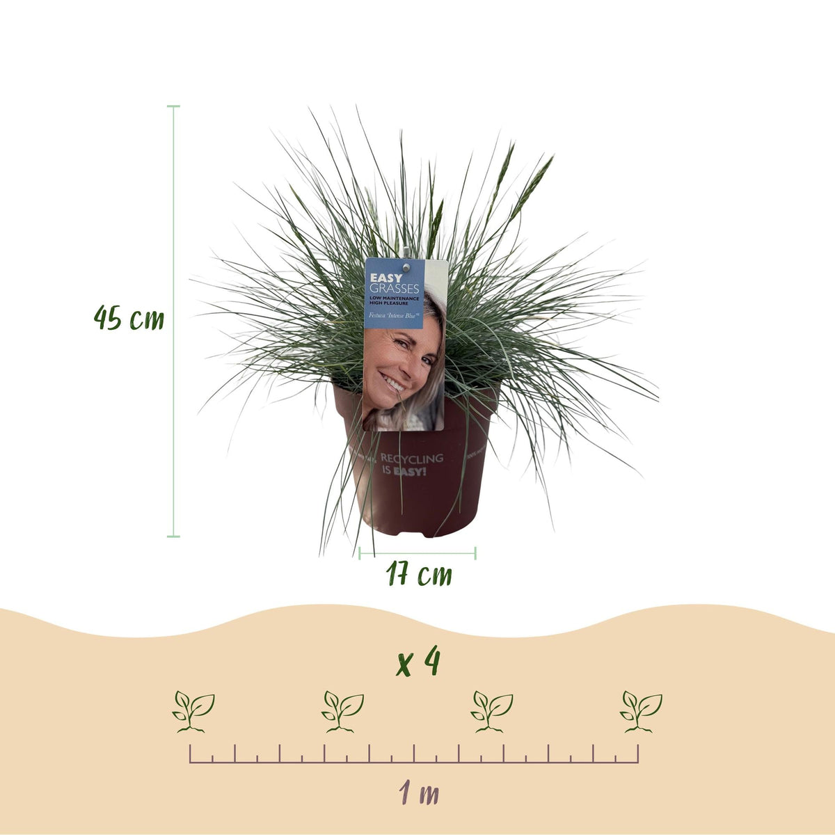 Blauschwingel ‘Intense Blue’ (Festuca glauca) – immergrün, 17 cm Topf, 50 cm Höhe - Green Guardia - Ihr Experte für Schädlinge und Pflanzen