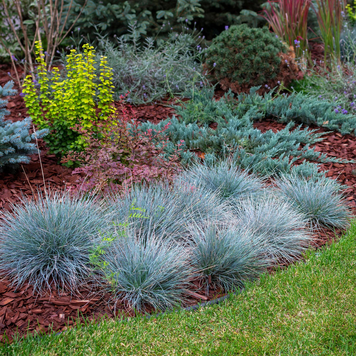 Blauschwingel ‘Intense Blue’ (Festuca glauca) – immergrün, 17 cm Topf, 50 cm Höhe - Green Guardia - Ihr Experte für Schädlinge und Pflanzen
