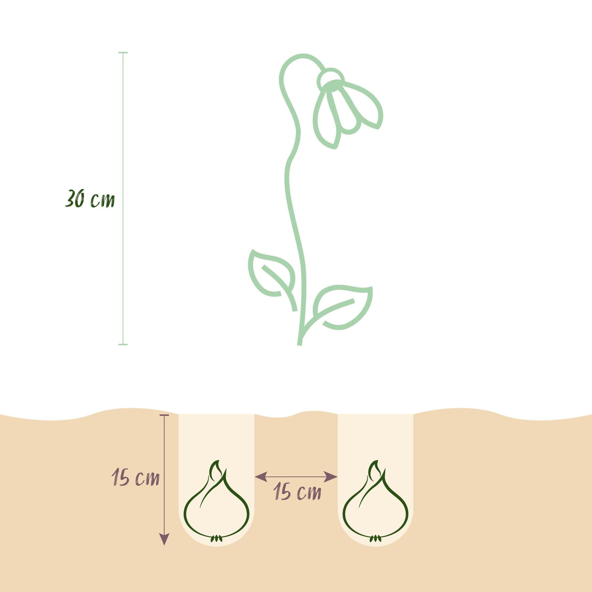 Blumenzwiebeln – Leucojum aestivum – winterhart & mehrjährig – weiß – 20 Stück – Zwiebelgröße 8/9 – XXL Pack - Green Guardia - Ihr Experte für Schädlinge und Pflanzen