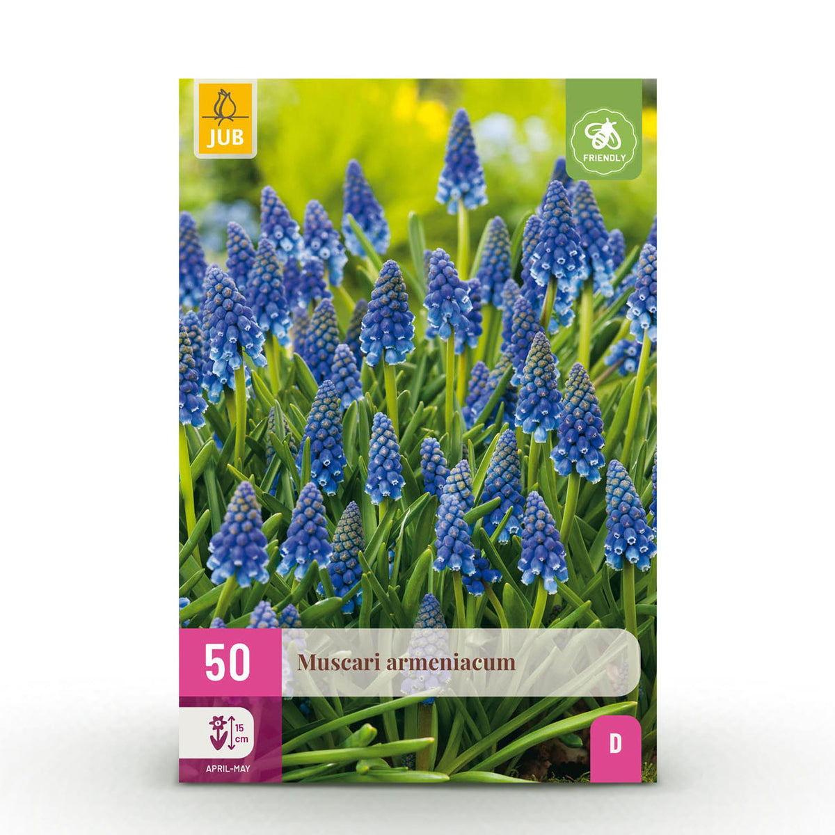 Blumenzwiebeln – Muscari armeniacum – winterhart & mehrjährig – blau – 50 Stück – Zwiebelgröße 8/9 – XXL Pack - Green Guardia - Ihr Experte für Schädlinge und Pflanzen