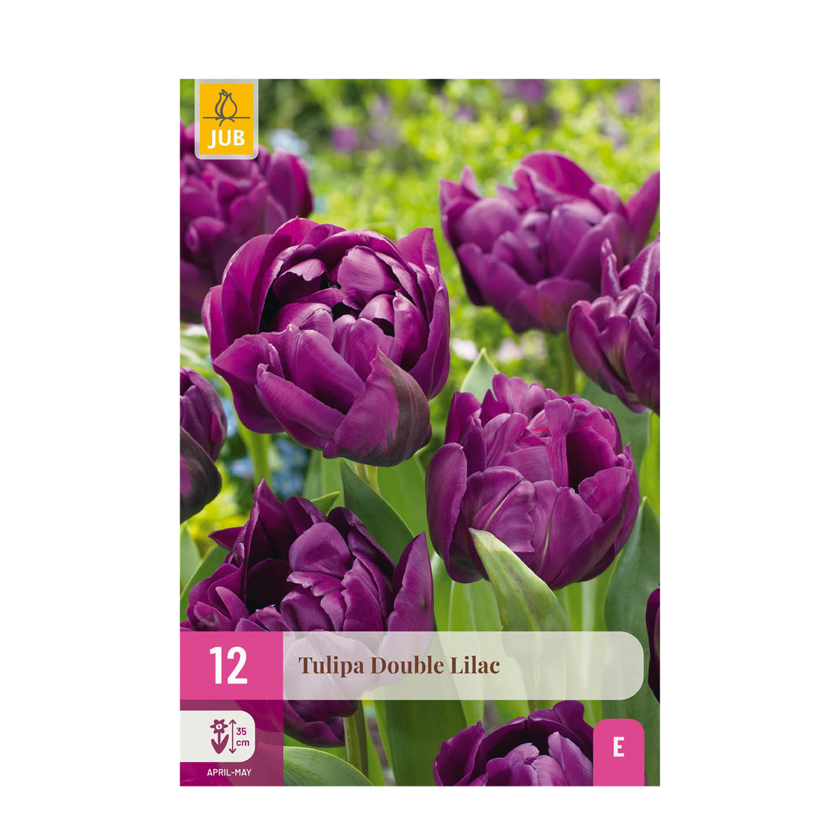 Blumenzwiebeln – Tulpe ‘Double Lilac’ – winterhart & mehrjährig – lila – 50 Stück – Zwiebelgröße 11/12 – XXL Pack - Green Guardia - Ihr Experte für Schädlinge und Pflanzen