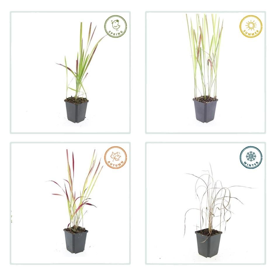Blutgras ‘Red Baron’ – kompaktes Ziergras, 10–25 cm, 9 cm Topf - Green Guardia - Ihr Experte für Schädlinge und Pflanzen