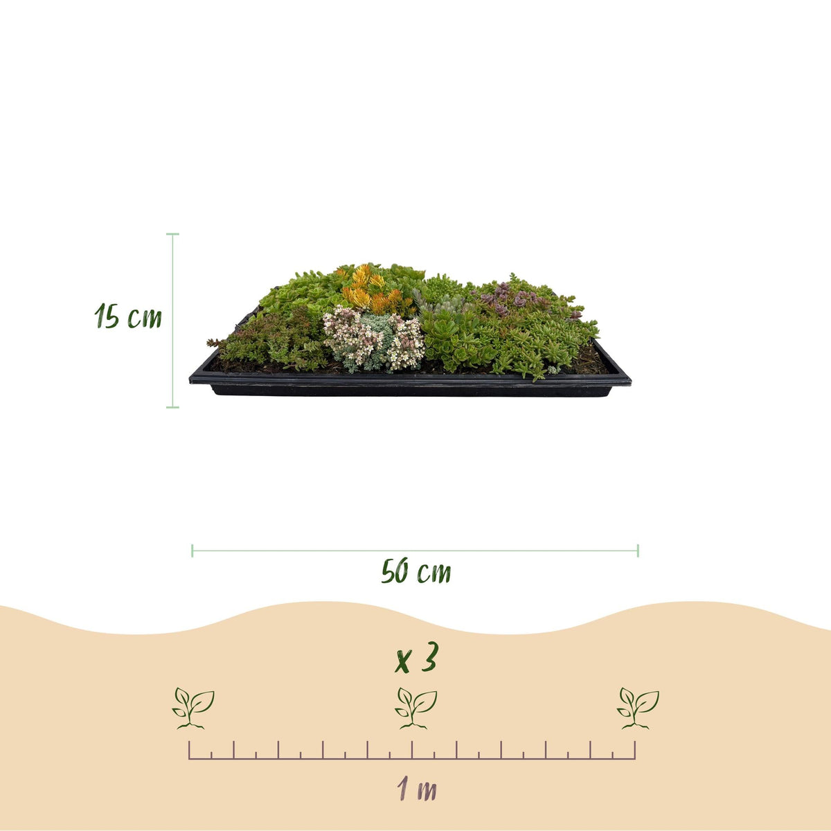 Bodendecker - Matte aus 10 Sedum - Arten – winterhart, 50 × 30 cm - Green Guardia - Ihr Experte für Schädlinge und Pflanzen