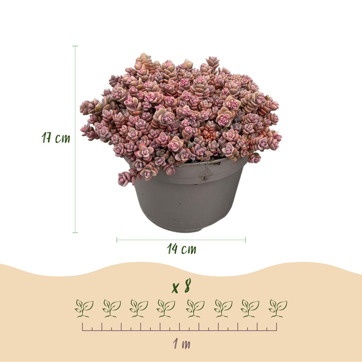 Bodendecker winterhart – Alpiner Mix – 8 Pflanzen – verschiedene Farben – pflegeleicht – 14 cm Topf, ca. 17 cm hoch - Green Guardia - Ihr Experte für Schädlinge und Pflanzen