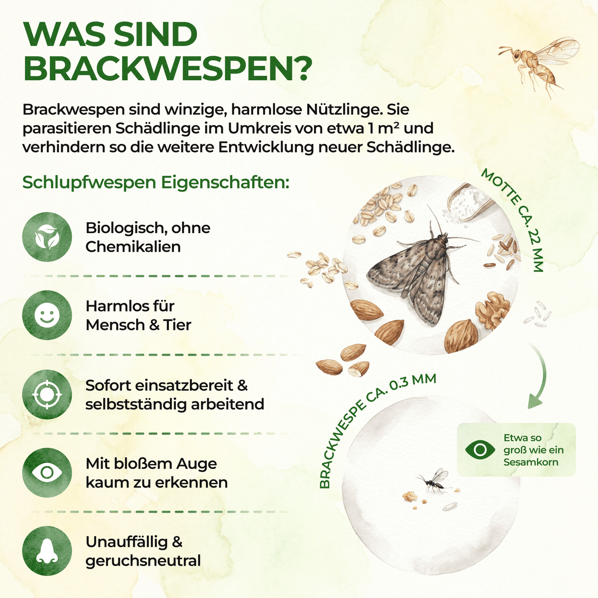 Brackwespen gegen Lebensmittelmotten - Green Guardia - Ihr Experte für Schädlinge und Pflanzen