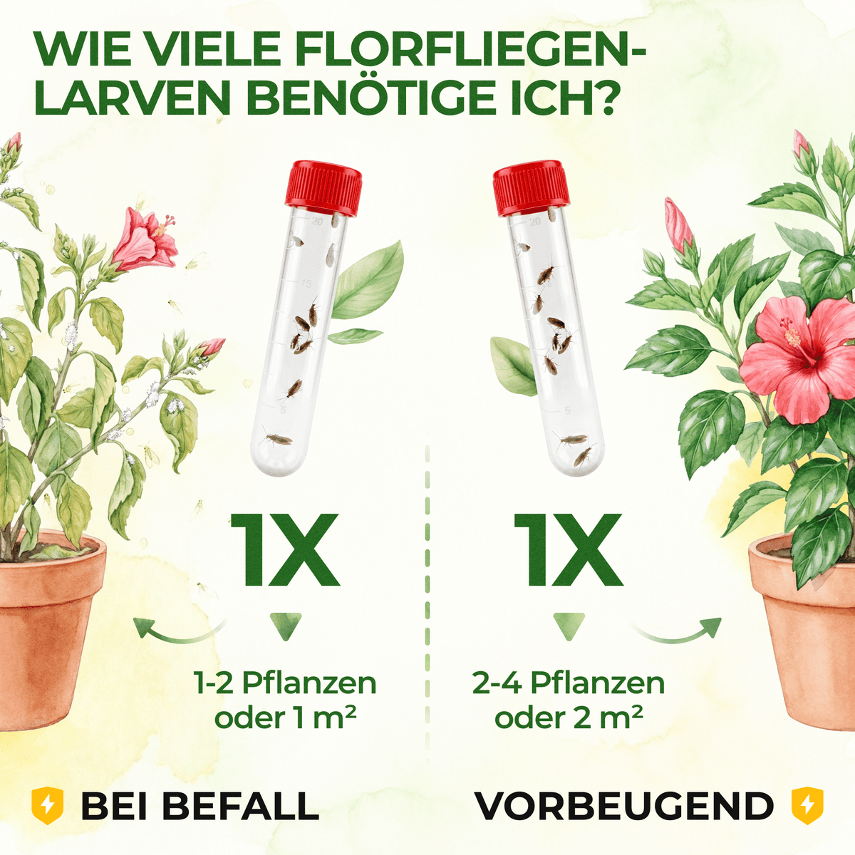 Braune Florfliegen gegen Blattläuse, Thripse, Spinnmilben und Co. - Green Guardia - Ihr Experte für Schädlinge und Pflanzen