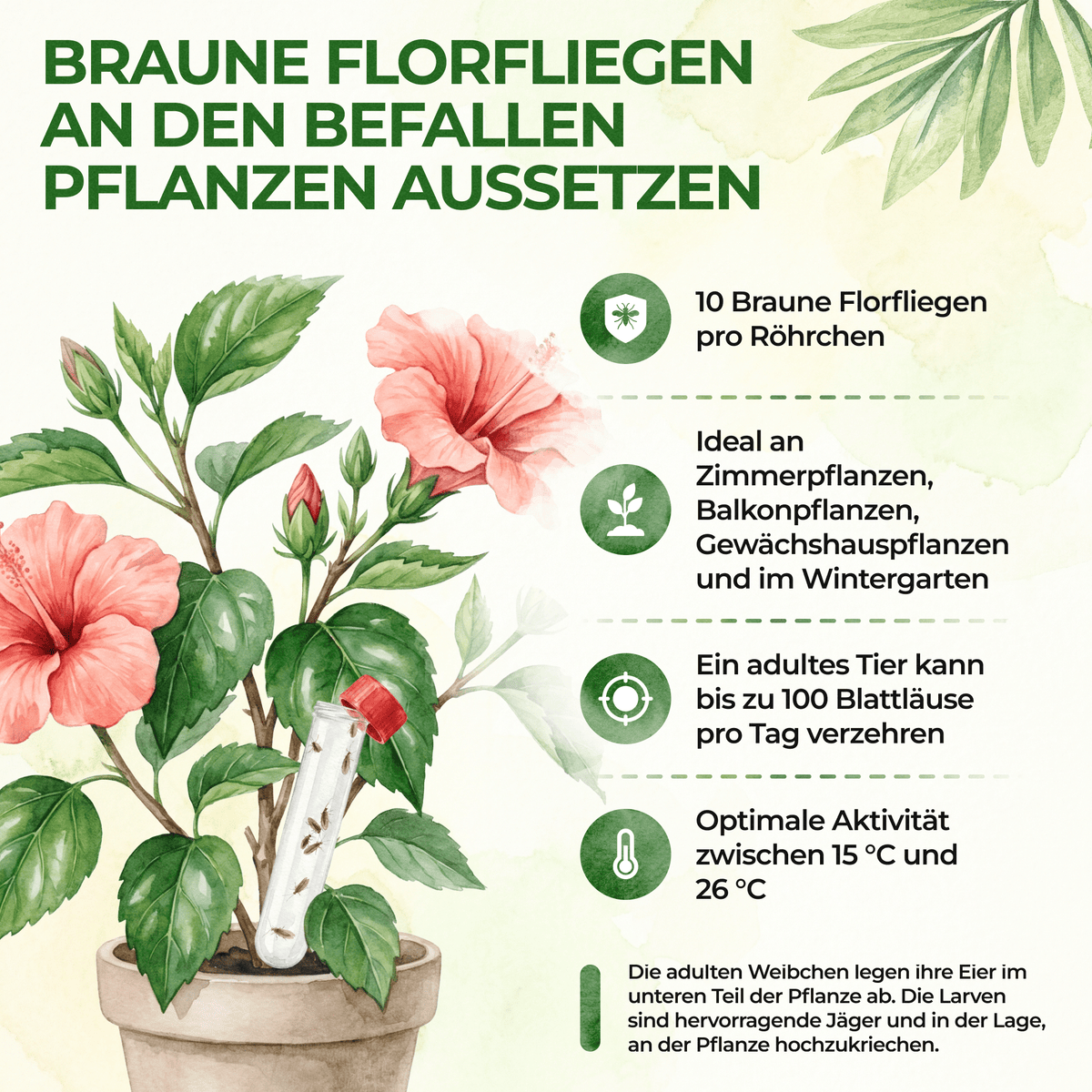 Braune Florfliegen gegen Blattläuse, Thripse, Spinnmilben und Co. - Green Guardia - Ihr Experte für Schädlinge und Pflanzen