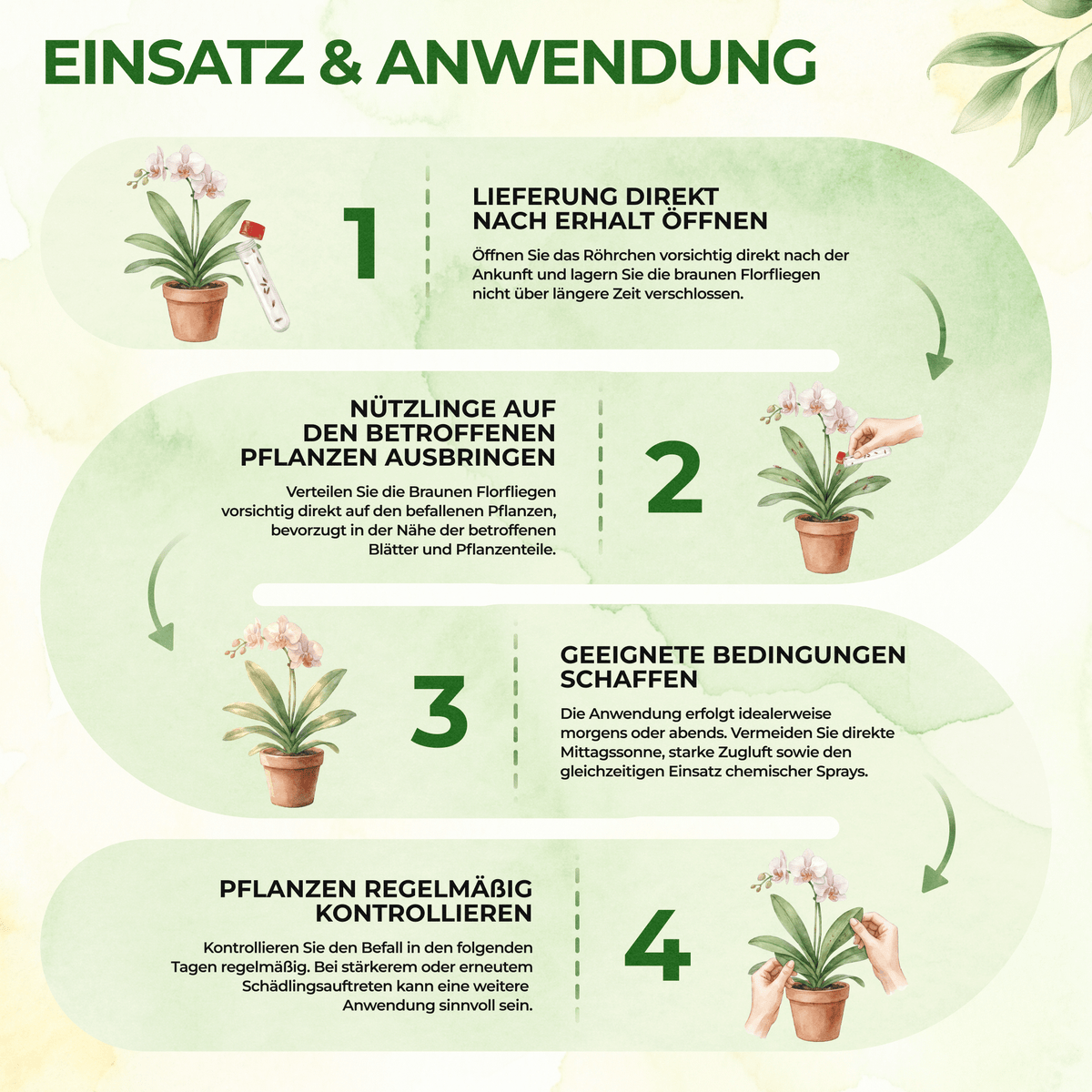 Braune Florfliegen gegen Blattläuse, Thripse, Spinnmilben und Co. - Green Guardia - Ihr Experte für Schädlinge und Pflanzen