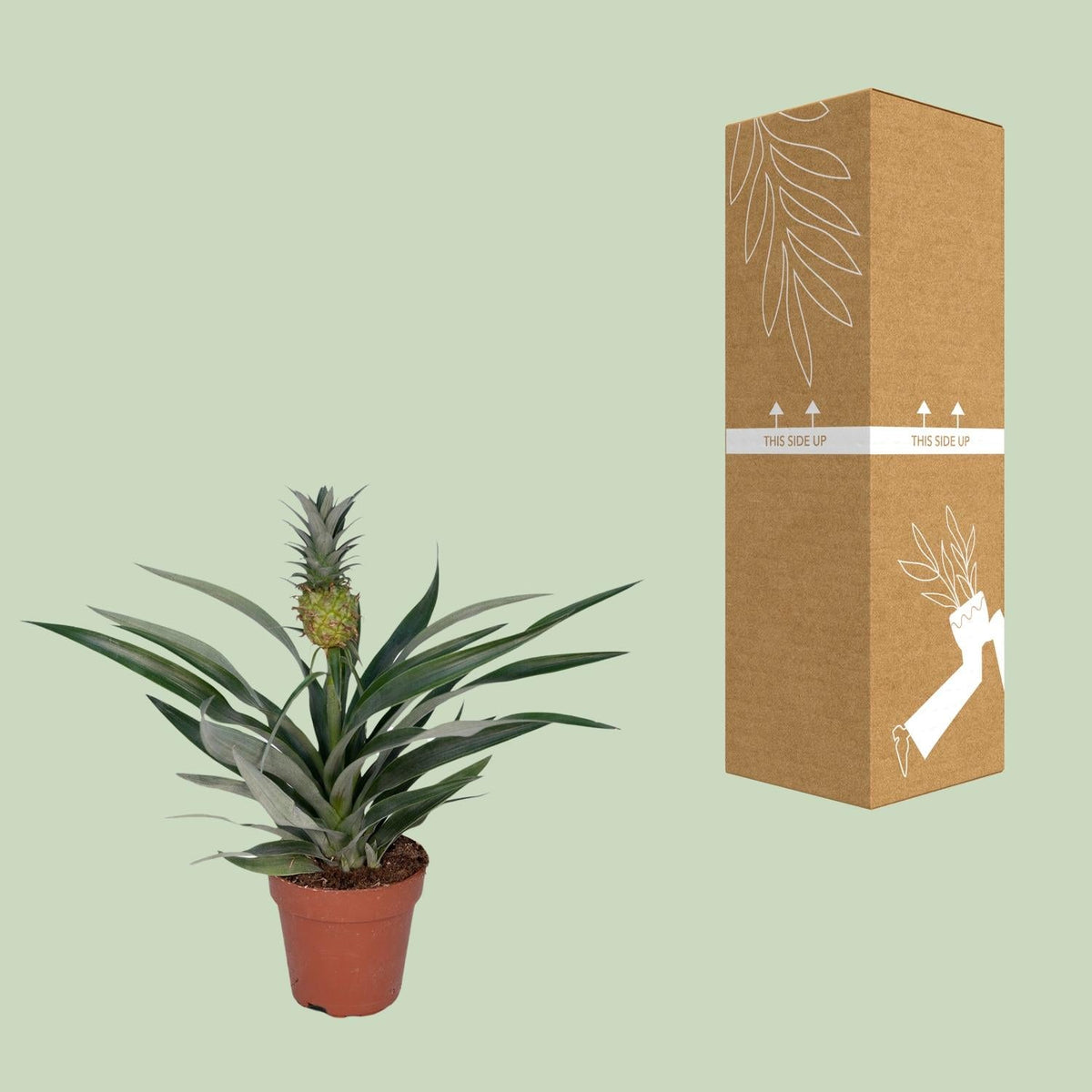Bromelia Ananas – Zierananas - 12cm Topf, 30cm hoch - Green Guardia - Ihr Experte für Schädlinge und Pflanzen