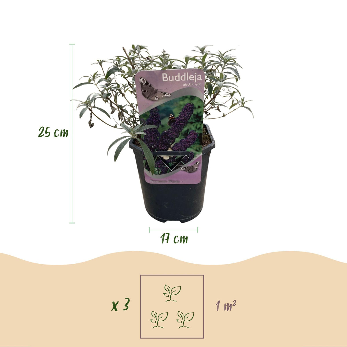 Buddleja Davidii ‘Purple Emperor’ – Schmetterlingsstrauch, laubabwerfend & schmetterlingsanziehend – 1x Pflanze - 17 cm Topf, 25 cm hoch - Green Guardia - Ihr Experte für Schädlinge und Pflanzen