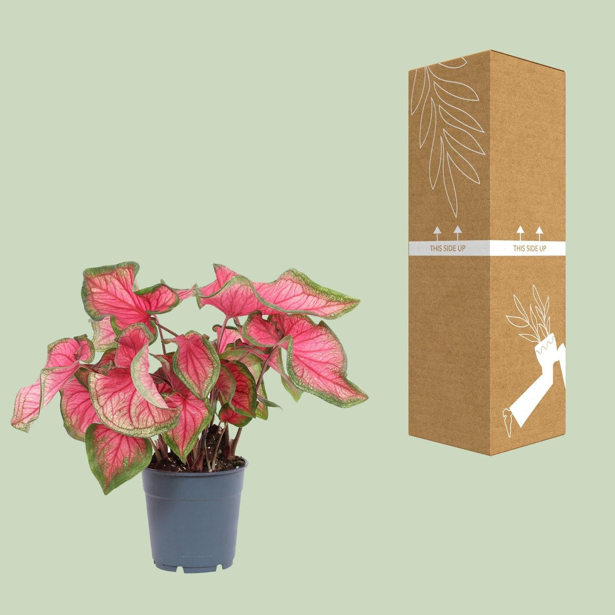 Caladium – Engelsflügel - 12cm - verschiedene Farben - Green Guardia - Ihr Experte für Schädlinge und Pflanzen