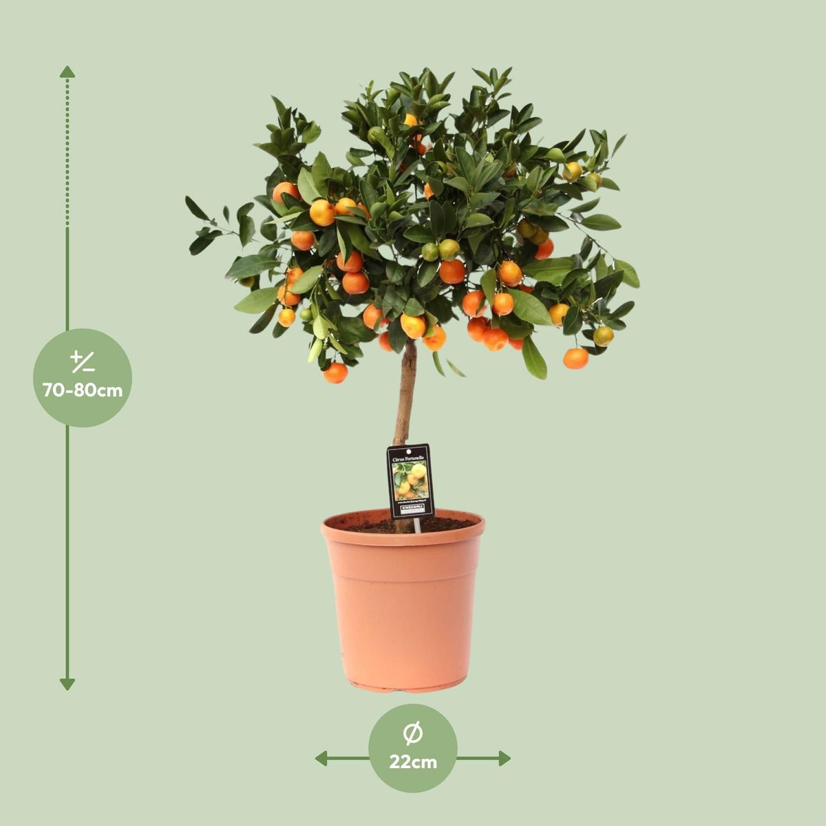 Calamondinorange (Citrus calamondin) – 40–80 cm - Green Guardia - Ihr Experte für Schädlinge und Pflanzen