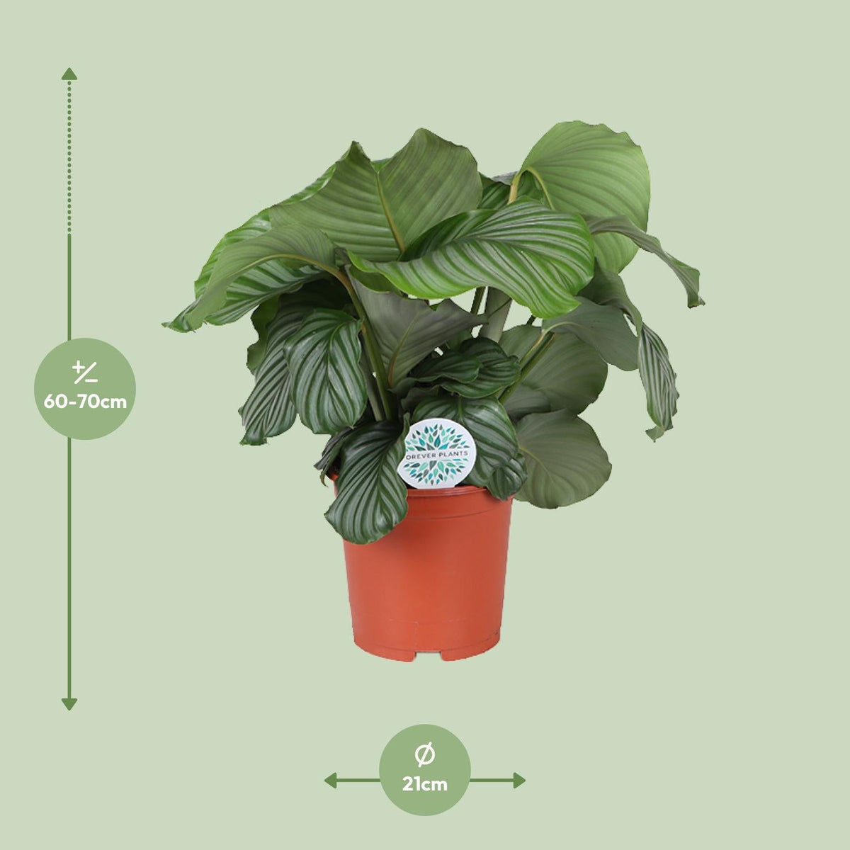 Calathea Orbifolia – Rundblatt - Korbmarante - 25 - 65cm - Green Guardia - Ihr Experte für Schädlinge und Pflanzen