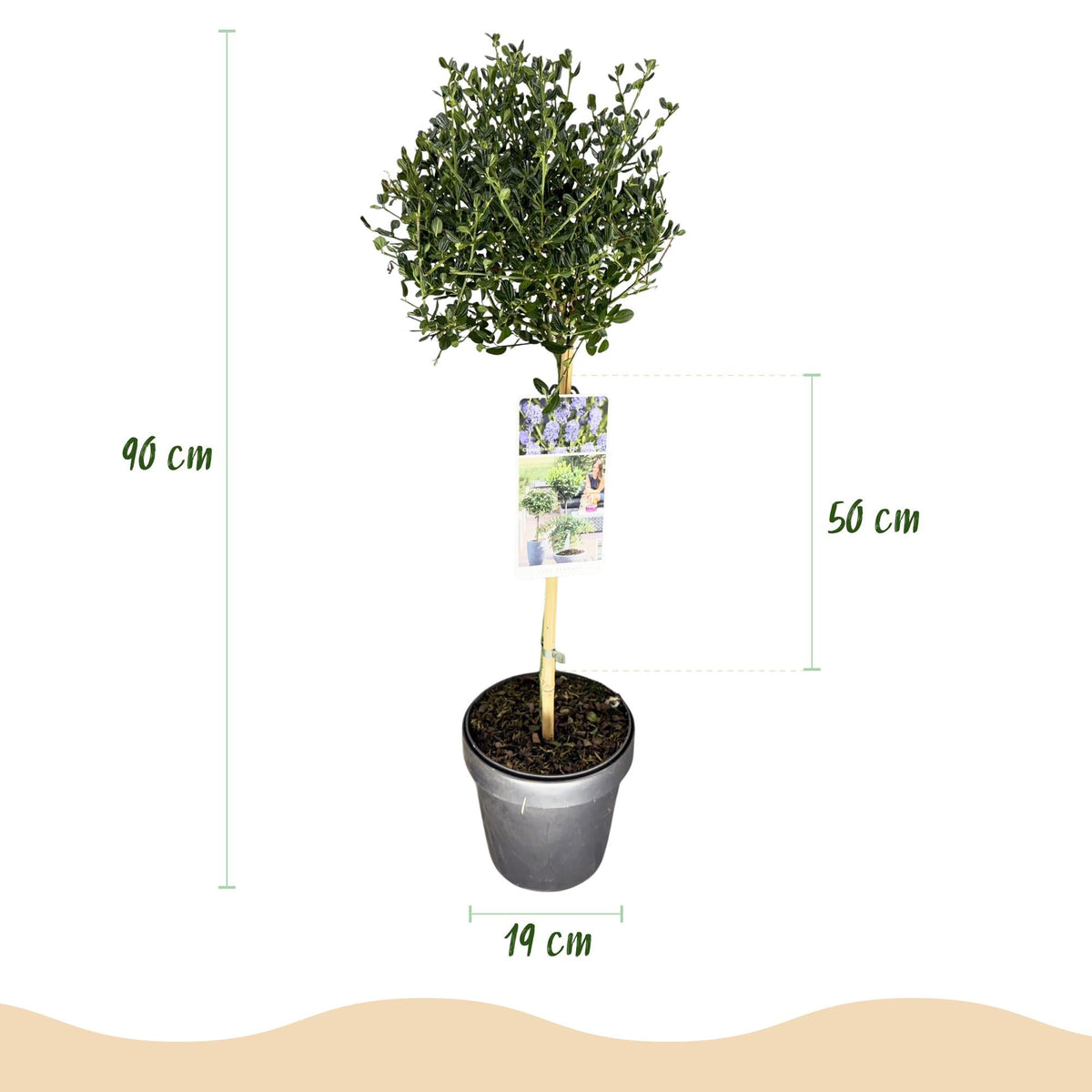 Ceanothus impressus ‚Victoria‘ – Terrassenpflanze – immergrün & winterhart – lila Blüte – 19 cm Topf, ca. 90 cm hoch - Green Guardia - Ihr Experte für Schädlinge und Pflanzen