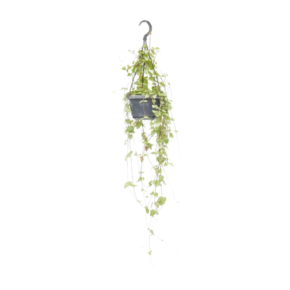 Ceropegia linearis ‘Iris’ – Leuchterblume – 14 cm Topf, 38 cm hoch - Green Guardia - Ihr Experte für Schädlinge und Pflanzen