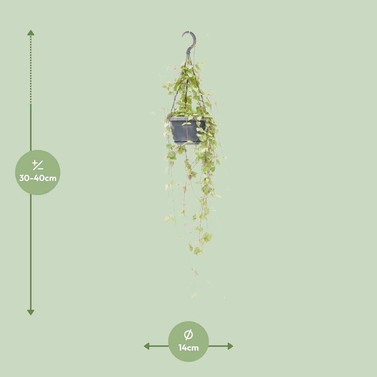 Ceropegia linearis ‘Iris’ – Leuchterblume – 14 cm Topf, 38 cm hoch - Green Guardia - Ihr Experte für Schädlinge und Pflanzen